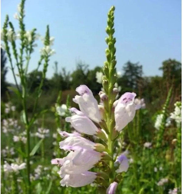 Physostegia virginiana Gelenkblume Summer Snow als mehrjährige Beet- und Schnittblume von Nr-01.de - Bild 1