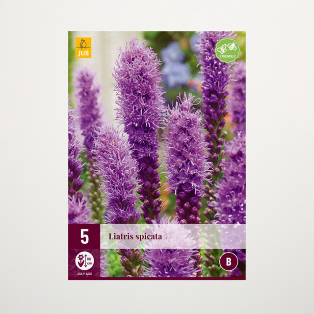 BLUME2000 Prachtscharte Spicata Knollen in Lila, 5 Stück - Bild 1