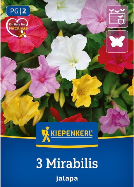 Kiepenkerl Wunderblume Zwiebeln bunt, 3 Stück - Bild 1