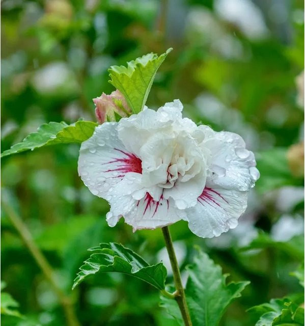 Hibiscus syriacus Garteneibisch Igloo in Weiß und Blau von Nr-01.de - Bild 1