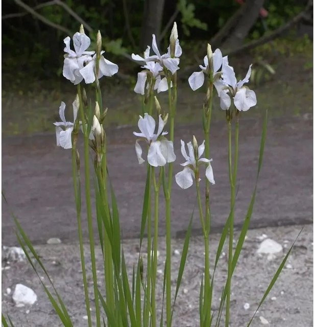 Zwerg-Schwertlilie Iris lutescens als mehrjährige Pflanze für Garten und Steingarten - Bild 1