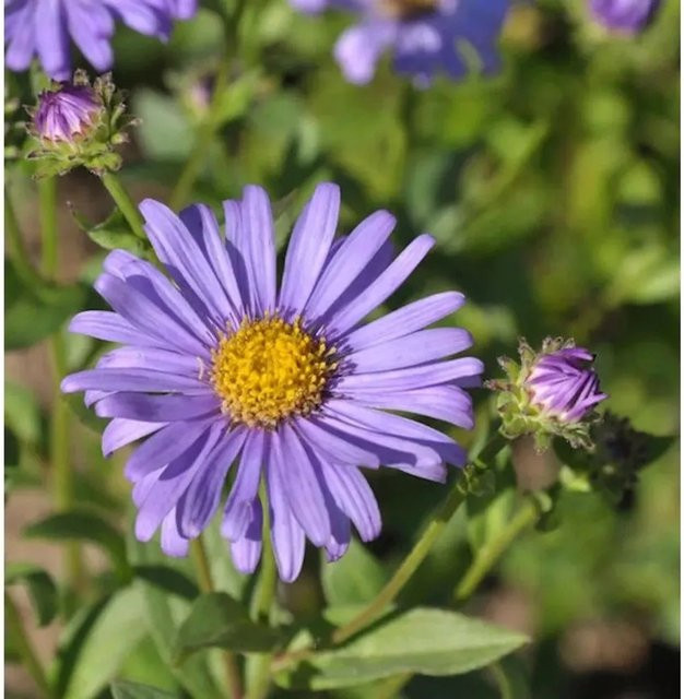 Berg Aster Jungfrau Aster frikartii lila mehrjährige Pflanze im Topf - Bild 1