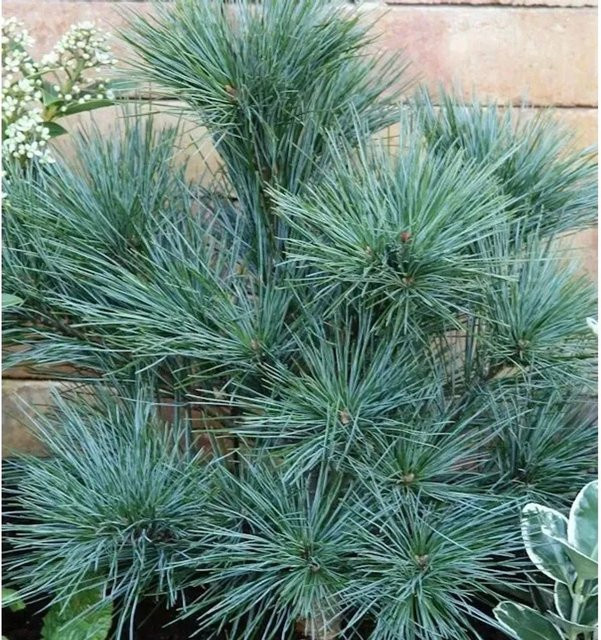 Zwergseidenkiefer Pinus strobus von Nr-01.de als grüne Kübelpflanze für Steingärten und Grabbepflanzung, Höhe: 60-80 cm - Bild 1