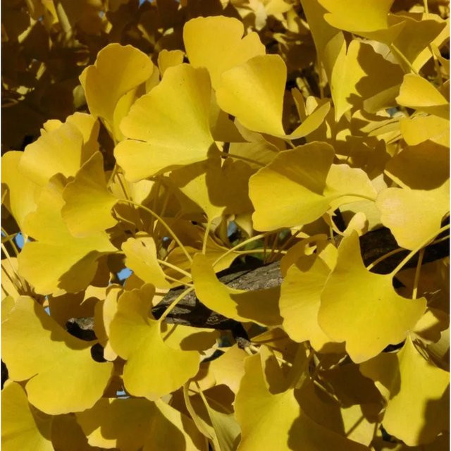 Ginkgo biloba Fächerblattbaum Fastigiata gelb Nr-01.de Höhe: 40-60 cm - Bild 1