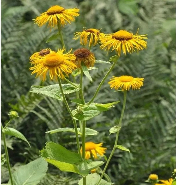 Telekia speciosa Großblumige Scheinaster gelb als Garten-Staudenpflanze im Topf - Bild 1