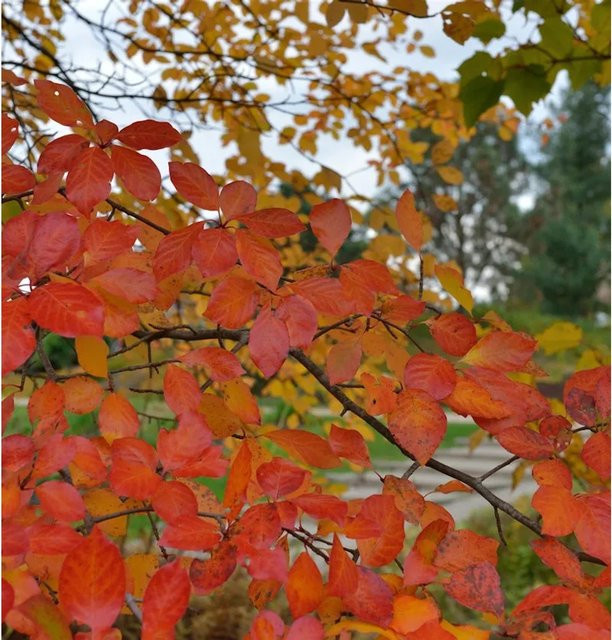 Nyssa sylvatica Wald Tupelobaum für deinen Garten, Höhe: 60-80 cm - Bild 1