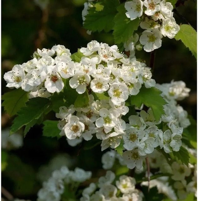 Scharlach-Weißdorn Crataegus coccinea Zierstrauch Höhe: 125-150 cm - Bild 1