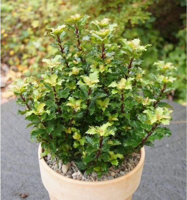 Amerikanischer Ilex Little Rascal Ilex meserveae als grüne Heckenpflanze für deinen Garten - Bild 1