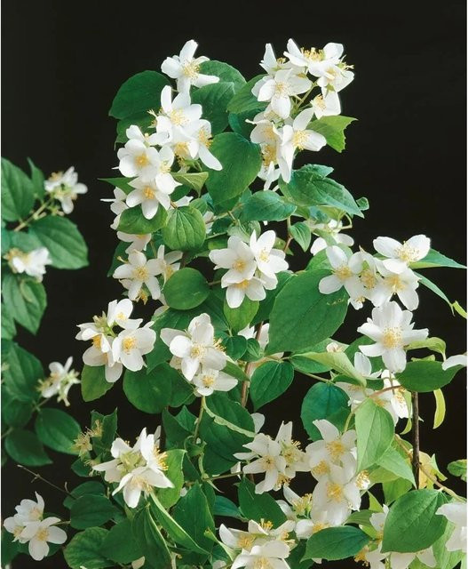 Philadelphus Dame Blanche Duftjasmin Weiß 80–100 cm - Bild 1