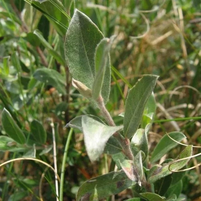 Arborix Kriechweide Salix repens im Container mit niedrigem Wuchs, 50 bis 60 cm Höhe - Bild 1