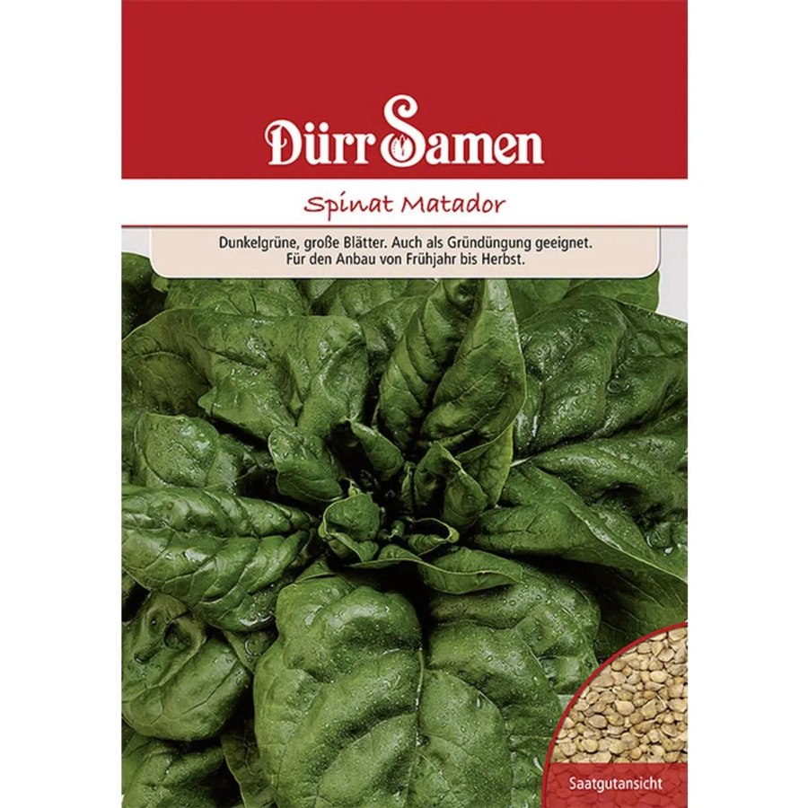 Dürr Samen Spinat Matador Gründüngung Saatgut 250 g - Bild 2