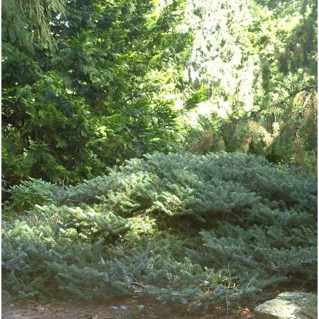 Abies koreana Compacta Zwerg-Koreanische Tanne, grün - Bild 1