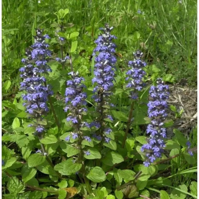 Ajuga reptans Bodendecker Blau von Günsel - Bild 1