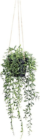 Modern Living Kunstpflanze Senecio Herreianus II Sukkulente in Grün, Höhe: 55 cm
