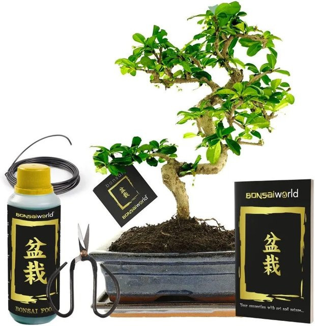 Vdvelde Bonsai Carmona S-Form mit Keramiktopf, Dünger, Schere und Pflegeanleitung, Grün - Bild 1