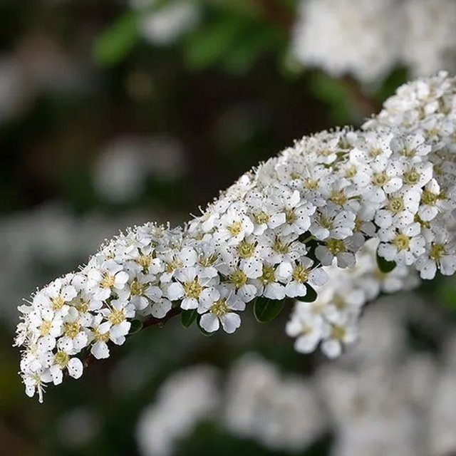 Arborix Spiraea arguta Brautspiere Reichblühende Zierstrauch in Weiß und Grün, Höhe: 30 bis 40 cm - Bild 1