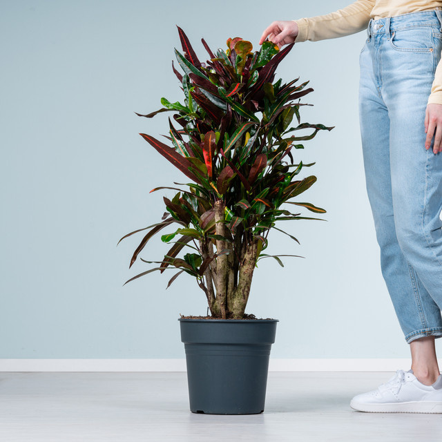 Wunderstrauch Mammey Green Living bunt gemustert in Rot und Grün - Bild 1