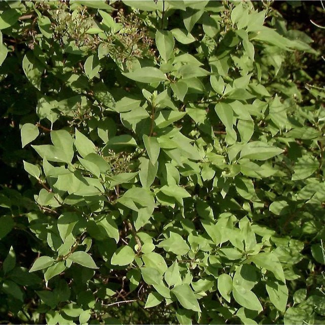 Hochstamm Ungarischer Flieder Syringa josikaea Holger, 80-100 cm - Bild 1
