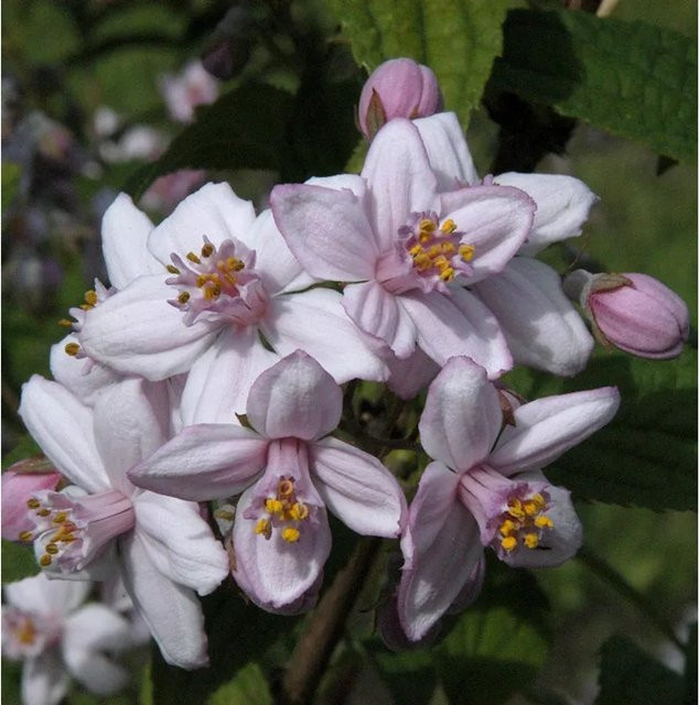Deutzia hybrida Rosendeutzie pink Heckenpflanze Höhe: 60-80 cm - Bild 1