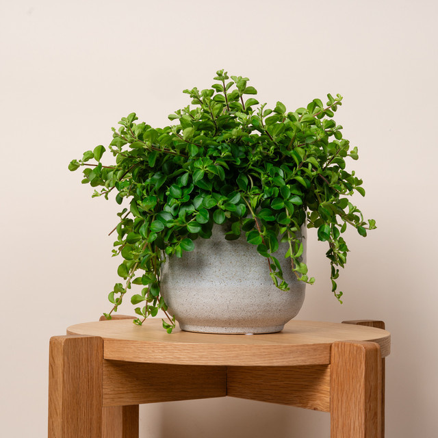 Moderner Keramik-Übertopf von BLUME2000 in Sand Graublau mit 14 cm Durchmesser - Bild 1