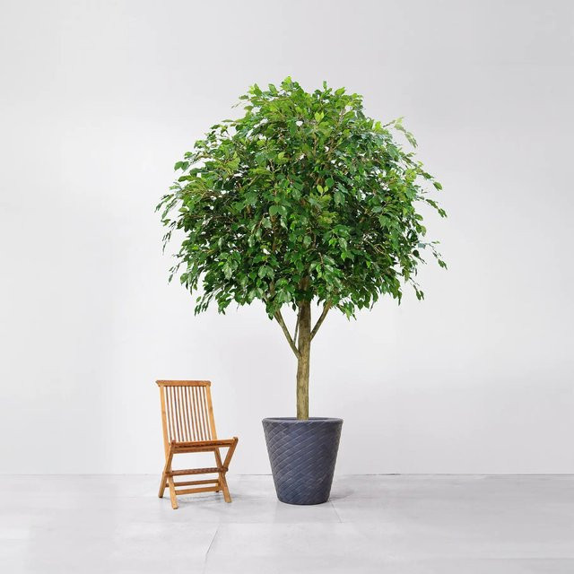 Künstlicher Ficus Angela von Aplanta, Höhe: 300 cm - Bild 1