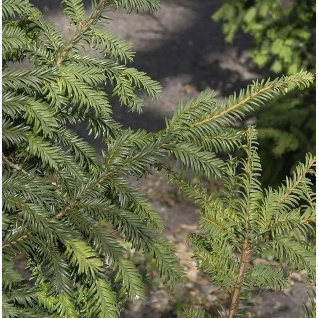 Taxus baccata Kugelschnitt Heimische Eibe Typ Tschechien, Grün, Topfgröße: 20-25 cm - Bild 1
