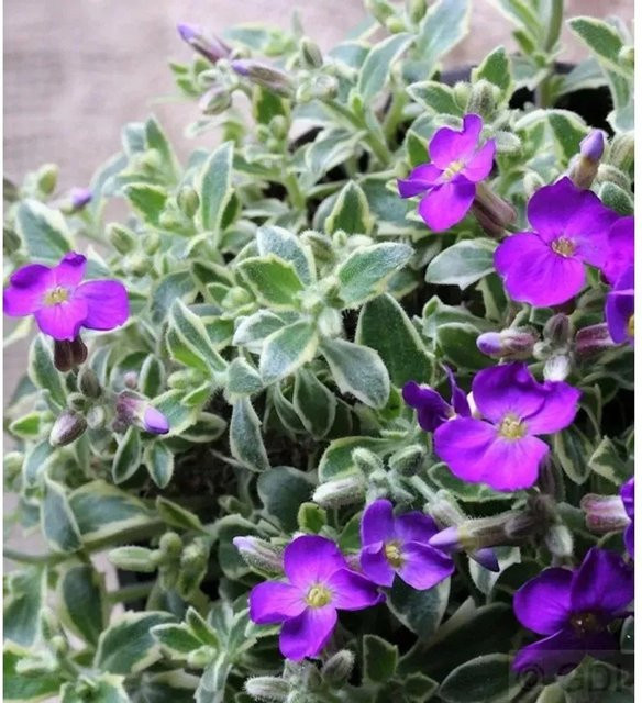 Aubrieta Blaukissen Dr. Mules Variegated - lila Blühpflanze für Stauden-, Stein- und Böschungsgärten - Bild 1