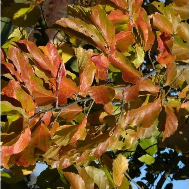 Parrotia persica Eisenholzbaum von Nr-01.de, mehrfarbig, 80-100 cm Höhe - Bild 1