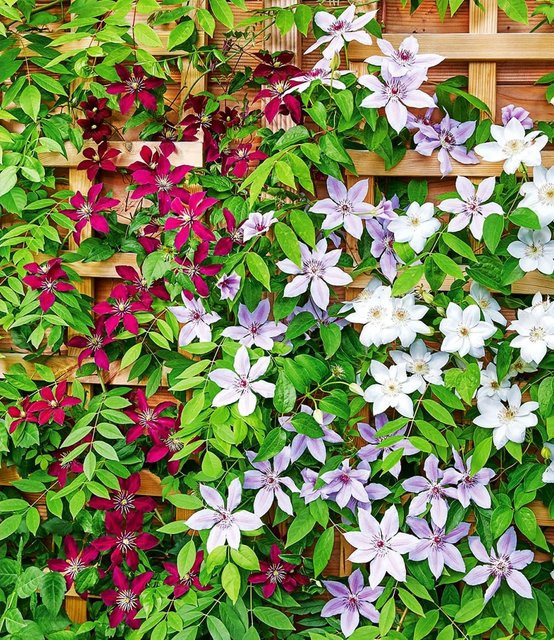 Winterharte Clematis Triologie - Bild 1
