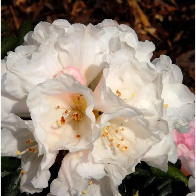 Rhododendron Koichiro Wada Alpenrose von Die Nr-01.de (Höhe: 25-30 cm) - Bild 1