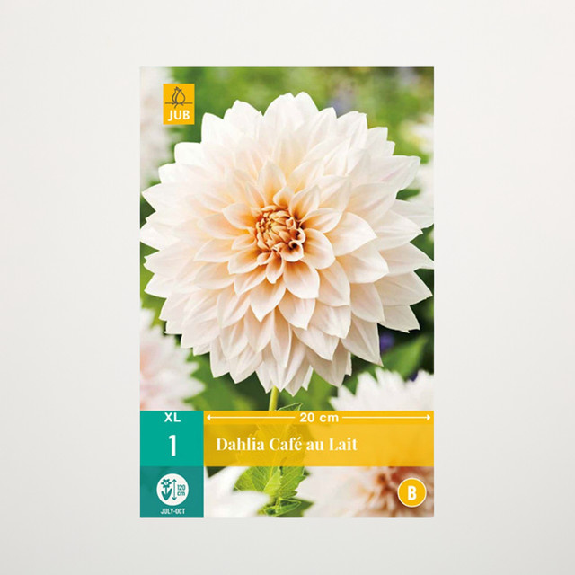 Großblumige Dahlie Café au lait Knolle von BLUME2000 - Bild 1