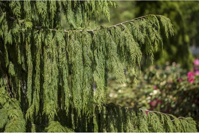 Chamaecyparis Nootkatensis Pendula Hängende Konifere Grün Höhe: 50–60 cm - Bild 1