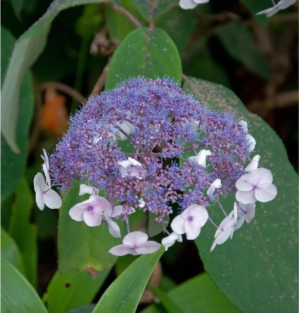 Fellhortensie Hydrangea aspera von Nr-01.de in Rosalila/Lila, Höhe: 60-80 cm - Bild 1
