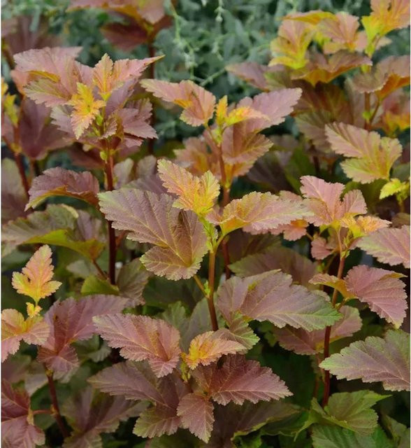 Fasanenspiere Magical Sweet Cherry Tea Physocarpus opulifolius Strauch in rosa-weiß, rot und multicolour, Höhe: 60-80 cm - Bild 1