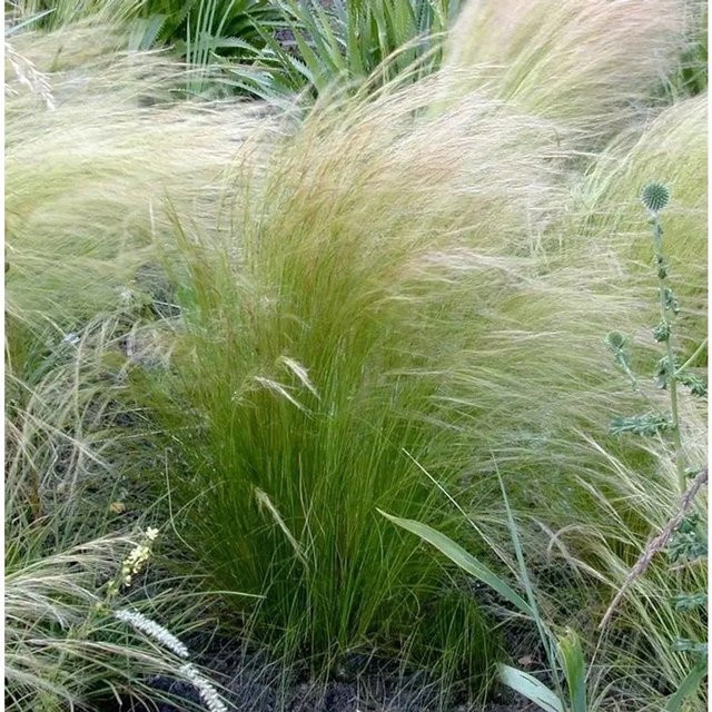 Pracht-Federgras Stipa pulcherrima grüne Staude für den Außenbereich - Bild 1