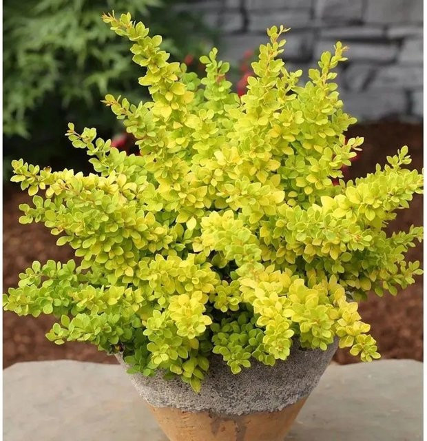 Berberis thunbergii Sunsation Heckenpflanze goldgelb - Bild 1