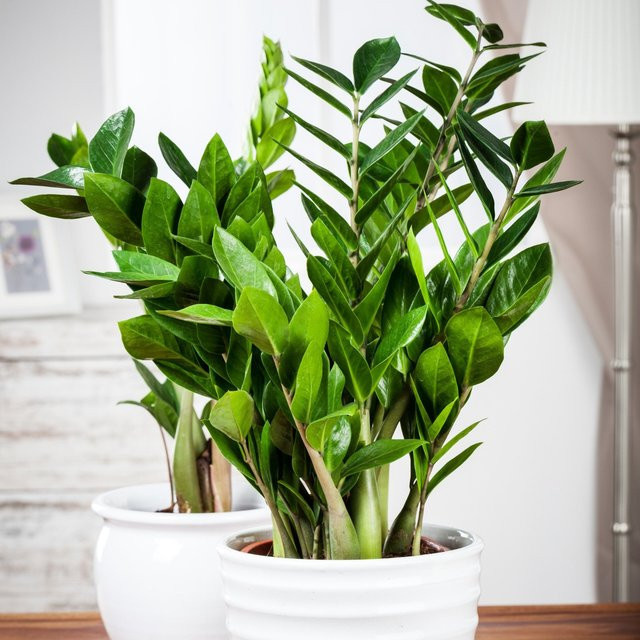 Zimmerpflanzen-Set Robustes Glücksfeder-Duo mit 2 Zamioculcas Pflanzen von Mein schöner Garten Shop, Grün - Bild 1