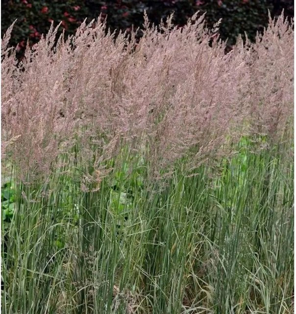 Reitgras Overdam Calamagrostis acutiflora weißbunt grün als mehrjährige Staude für Garten und Staudenbeete - Bild 1