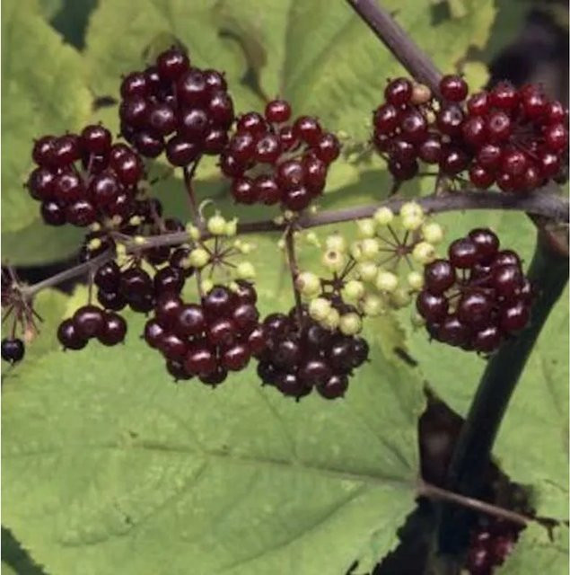 Japanische Aralie Aralia racemosa mit roten Beeren als Strauch für den Außenbereich von Nr-01.de - Bild 1