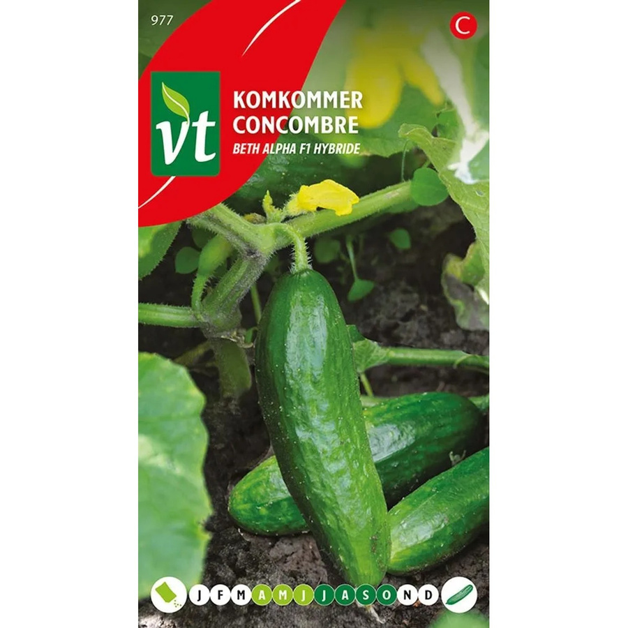 Salatgurke Mini Beth Alpha F1 Samen von arborix, 1 g - Bild 2