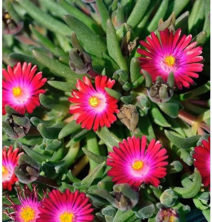 Delosperma Mittagsblümchen Jewel of Desert Sunstone in Pink, Orange und Gelb
