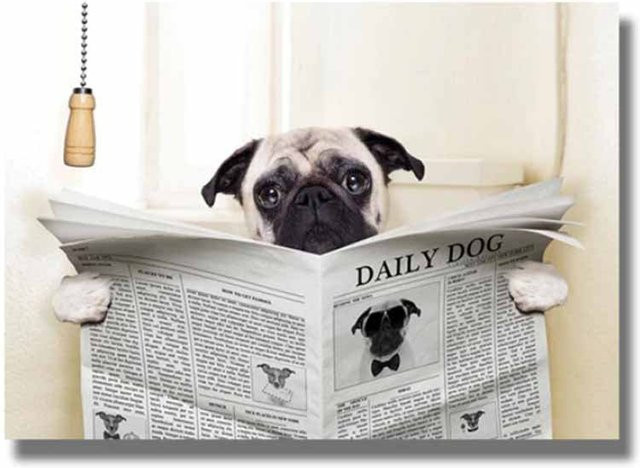 TPFLiving Poster Leinwand Lustige Hunde lesen Zeitung Motiv ZP024-D Mehrfarbig B: 30 cm, H: 40 cm - Bild 1