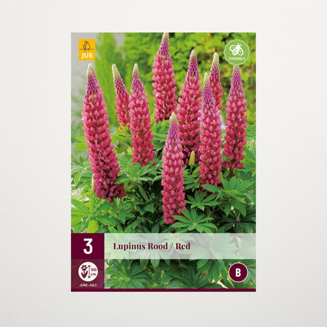 Lupine Rot BLUME2000 Staude mit 3 Wurzeln - Bild 1