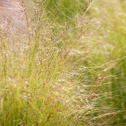 Zartes Federgras Pony Tails in Grün und Creme - Bild 1