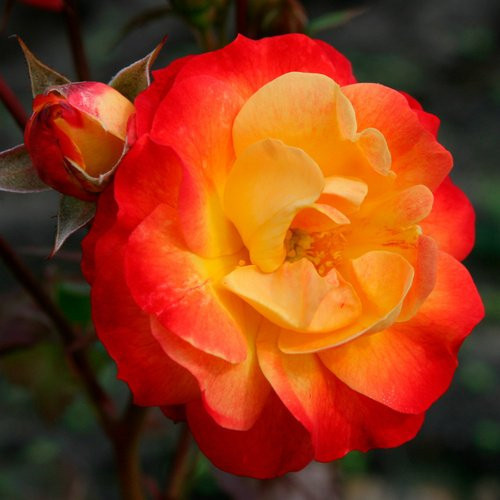 KORDES ROSEN Beetrose Firebird in Rosa mit gelben, gefüllten Blüten - Bild 1