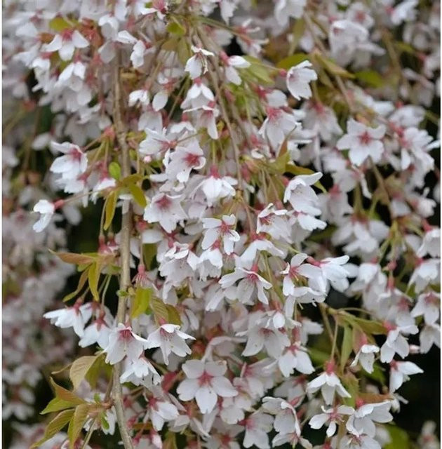 Prunus subhirtella Frühlingshängekirsche von Die Nr-01.de, rosarot, Höhe: 80-100 cm - Bild 1