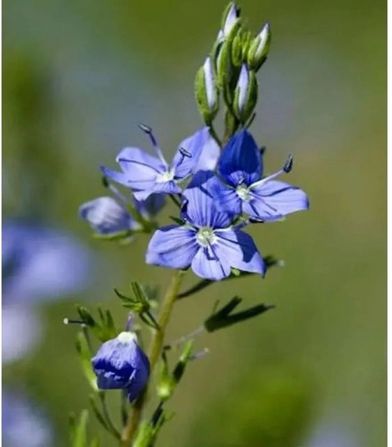 Veronica austriaca Österreichischer Ehrenpreis Kapitän - Blaue Staude für den Garten - Bild 1