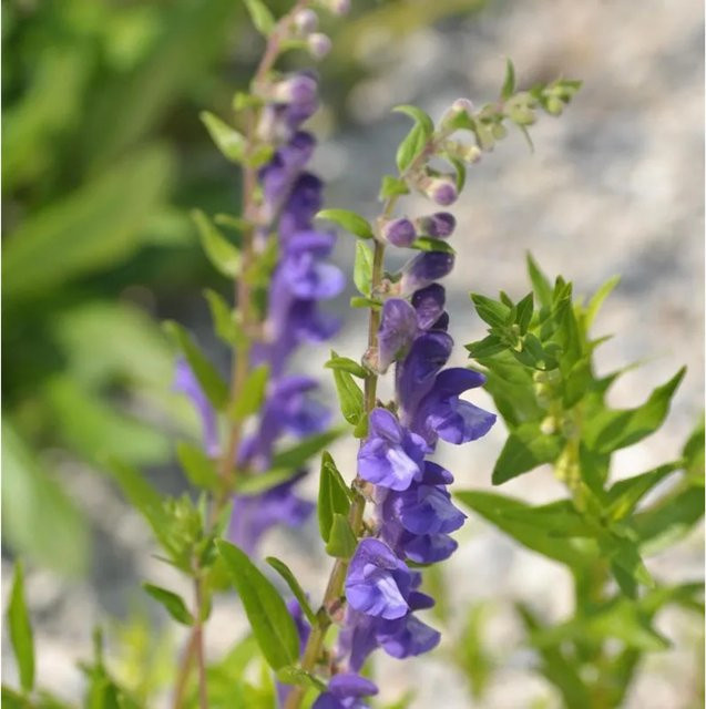 Baikal Helmkraut Scutellaria baicalensis von Nr-01.de als winterharte Gartenpflanze - Bild 1
