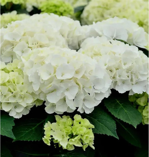 Bauernhortensie Bianco Hydrangea macrophylla in Weiß von Nr-01.de - Bild 1