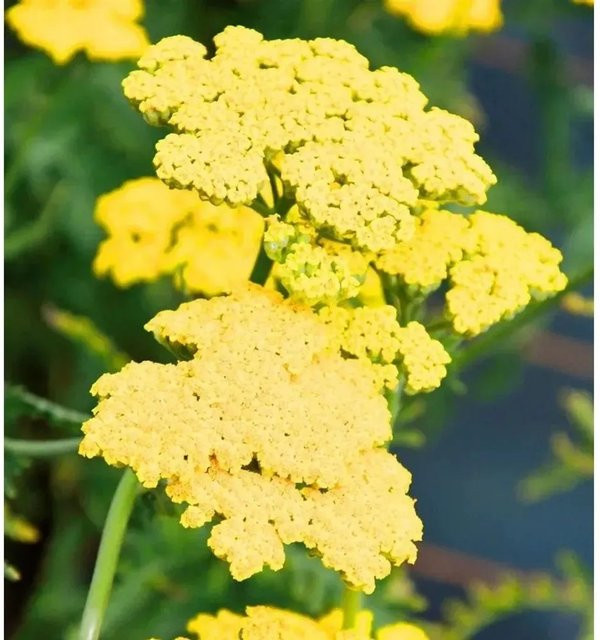 Schafgarbe Summer Fruits Lemon Achillea millefolium gelbe Staude für den Garten - Bild 1